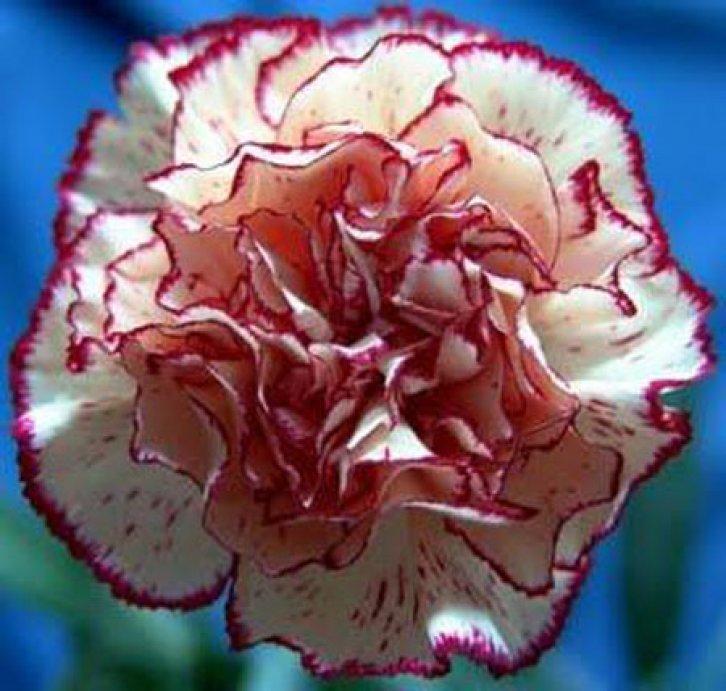 Şifalı bitkiler nerede nasıl kullanılmalı