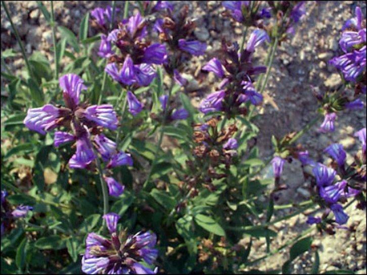 Şifalı bitkiler nerede nasıl kullanılmalı