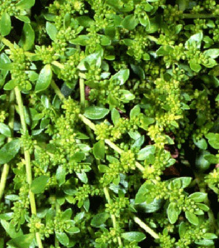 Şifalı bitkiler nerede nasıl kullanılmalı