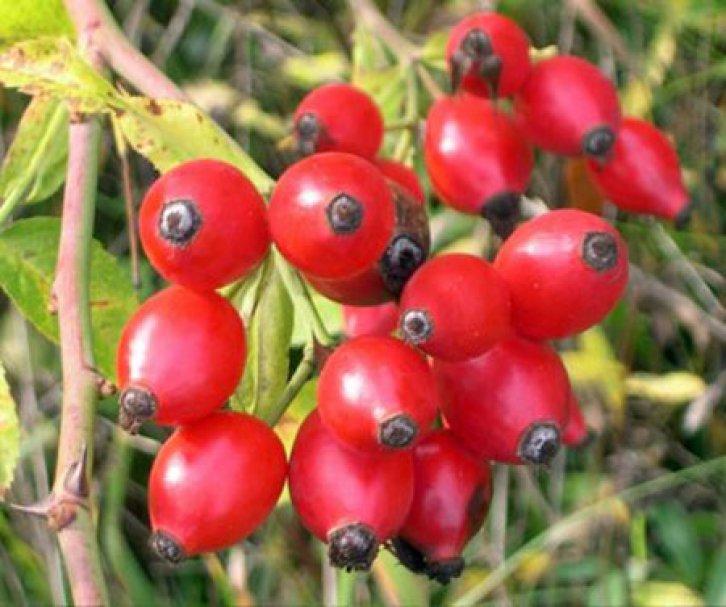 Şifalı bitkiler nerede nasıl kullanılmalı