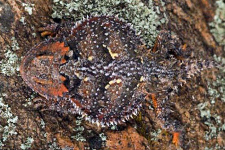 Kamuflajın üstadları