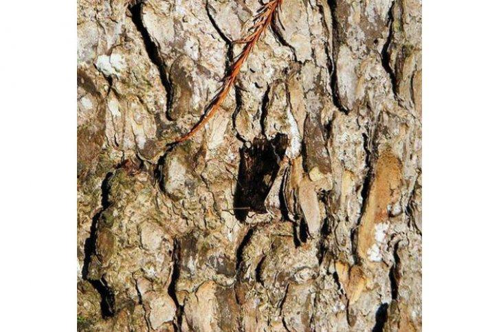 Kamuflajın üstadları