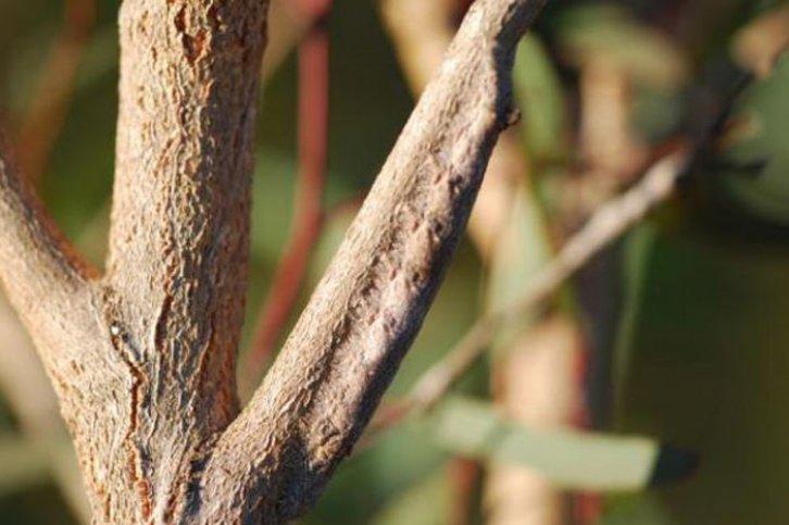 Kamuflajın üstadları