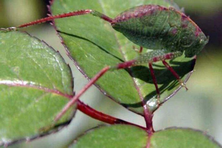 Kamuflajın üstadları