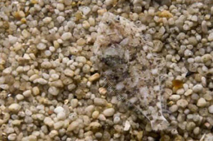 Kamuflajın üstadları