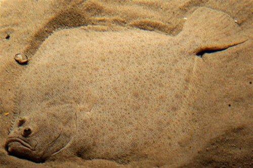 Kamuflajın üstadları