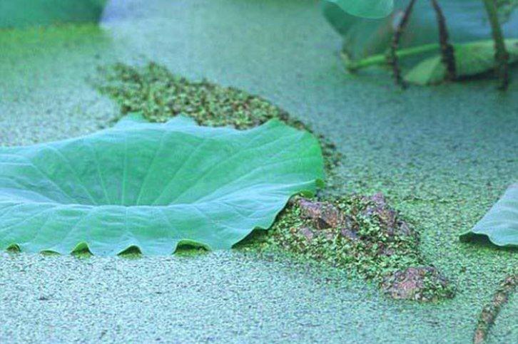 Kamuflajın üstadları