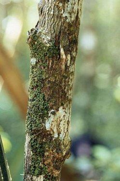 Kamuflajın üstadları