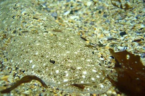 Kamuflajın üstadları