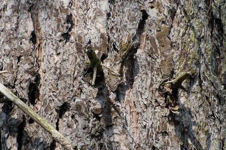 Kamuflajın üstadları