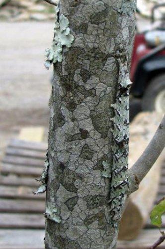 Kamuflajın üstadları