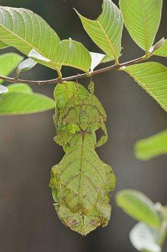 Kamuflajın üstadları