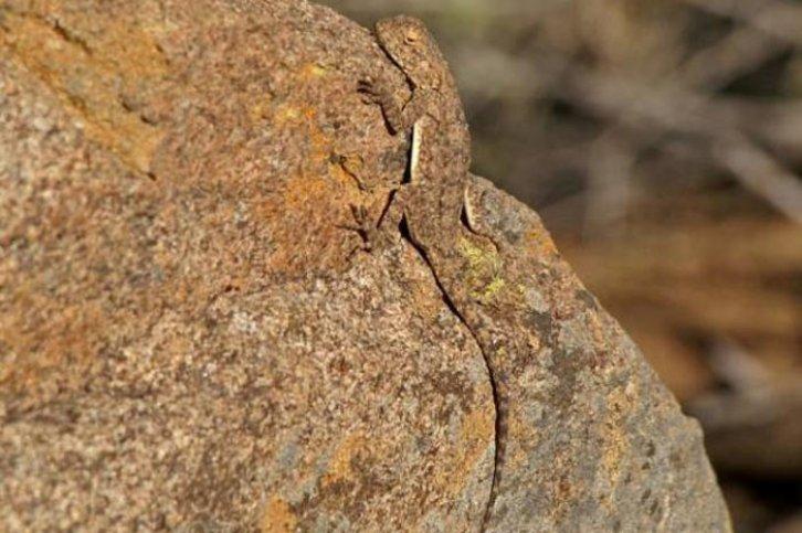 Kamuflajın üstadları