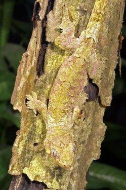 Kamuflajın üstadları