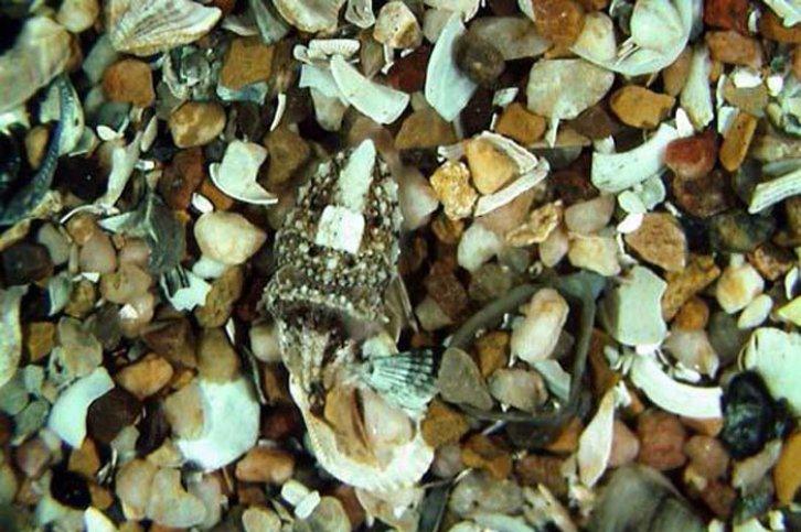 Kamuflajın üstadları