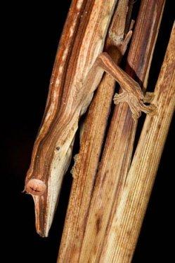 Kamuflajın üstadları