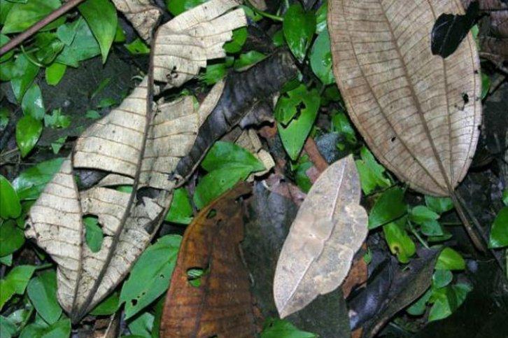 Kamuflajın üstadları