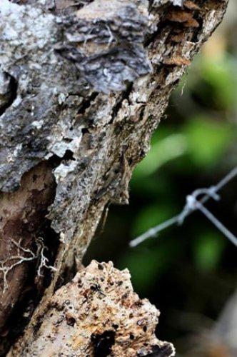 Kamuflajın üstadları