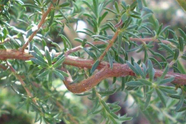 Kamuflajın üstadları