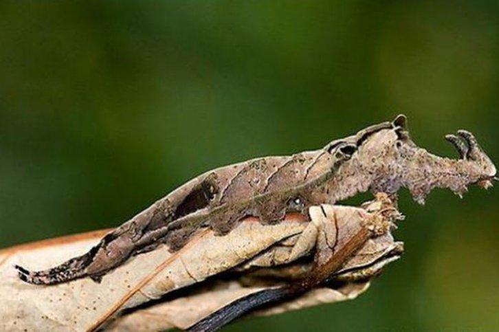 Kamuflajın üstadları