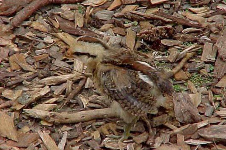 Kamuflajın üstadları