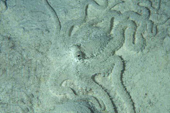 Kamuflajın üstadları