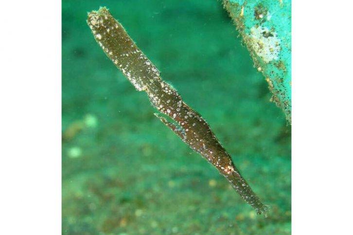 Kamuflajın üstadları