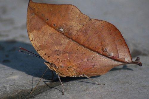 Kamuflajın üstadları