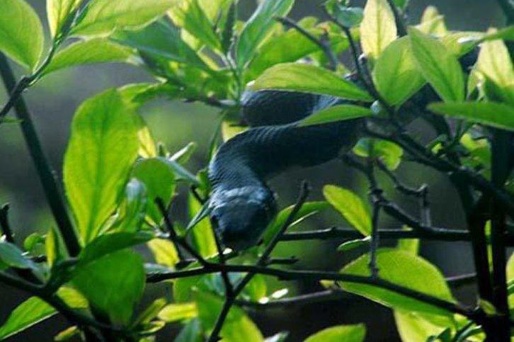 Kamuflajın üstadları