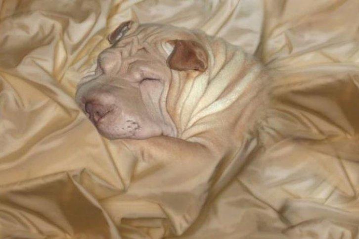 Kamuflajın üstadları