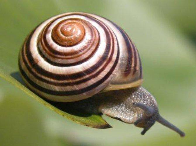 Hayvanlar Aleminden Bilmediklerimiz - Resim 35
