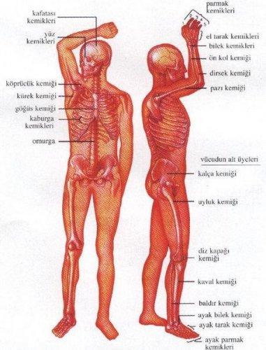  Kadın ve erkek arasındaki farklar 