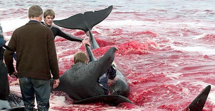 Yunus Balığı Katliamı