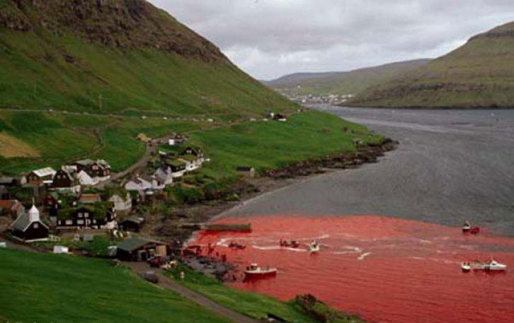 Yunus Balığı Katliamı