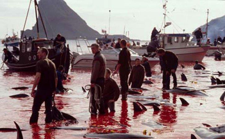 Yunus Balığı Katliamı