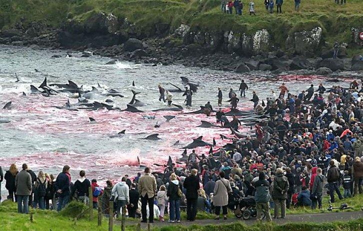 Yunus Balığı Katliamı
