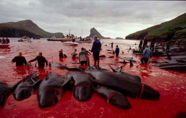 Yunus Balığı Katliamı