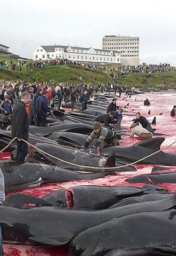 Yunus Balığı Katliamı