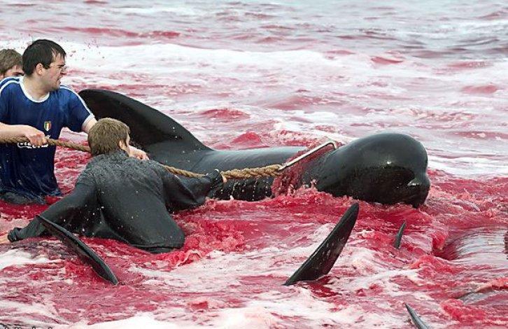 Yunus Balığı Katliamı