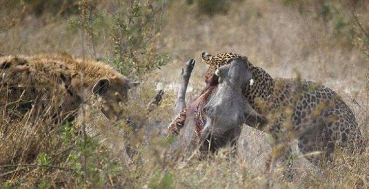 Leopar yanlış av seçince... - Resim 6