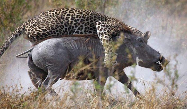Leopar yanlış av seçince... - Resim 2