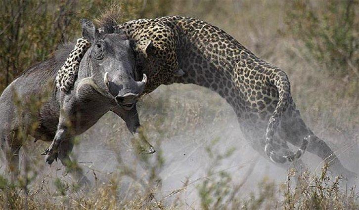 Leopar yanlış av seçince... - Resim 1