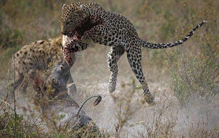 Leopar yanlış av seçince... - Resim 5