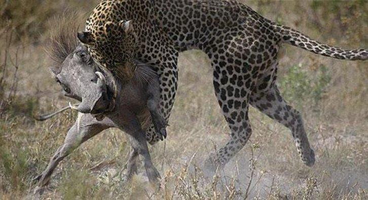 Leopar yanlış av seçince... - Resim 3