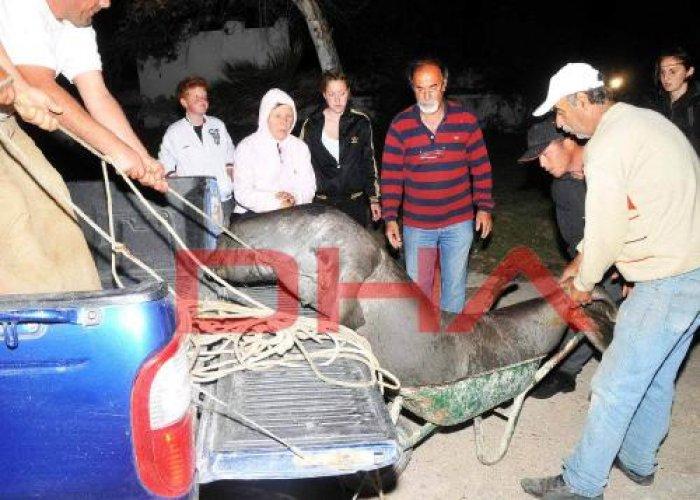 Fok balığını kurşun yağmuruna tuttular - Resim 7