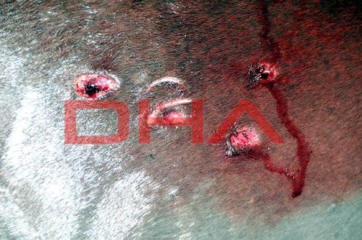 Fok balığını kurşun yağmuruna tuttular - Resim 12