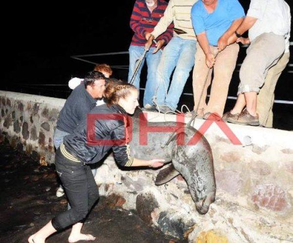 Fok balığını kurşun yağmuruna tuttular - Resim 6