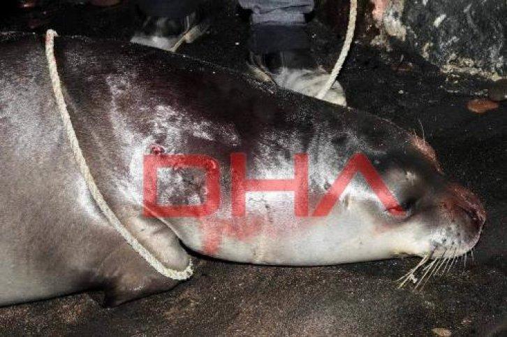 Fok balığını kurşun yağmuruna tuttular - Resim 17