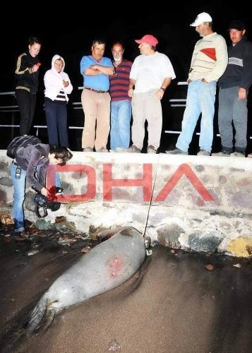 Fok balığını kurşun yağmuruna tuttular - Resim 1
