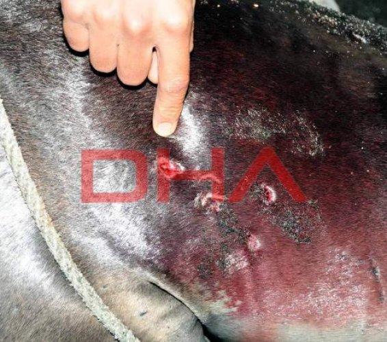 Fok balığını kurşun yağmuruna tuttular - Resim 9